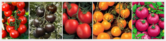 Тепличные натуральные помидоры как выгодный бизнес