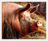 Разведение свиней как бизнес